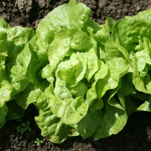 6 Plants de Laitue pommée Appia