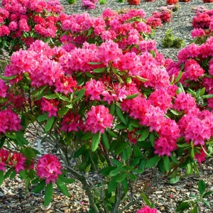 Rhododendron Nova Zembla