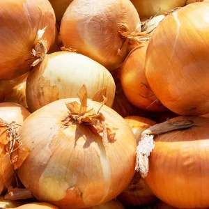 Echalote 'Golden Gourmet'