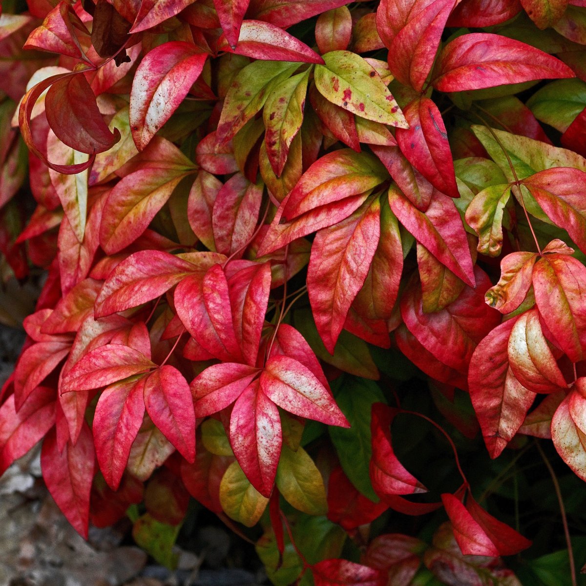 Bambou sacré 'Blush Pink' – Image 5