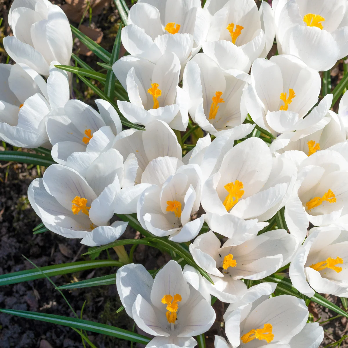 15 Crocus Jeanne d'Arc – Image 4