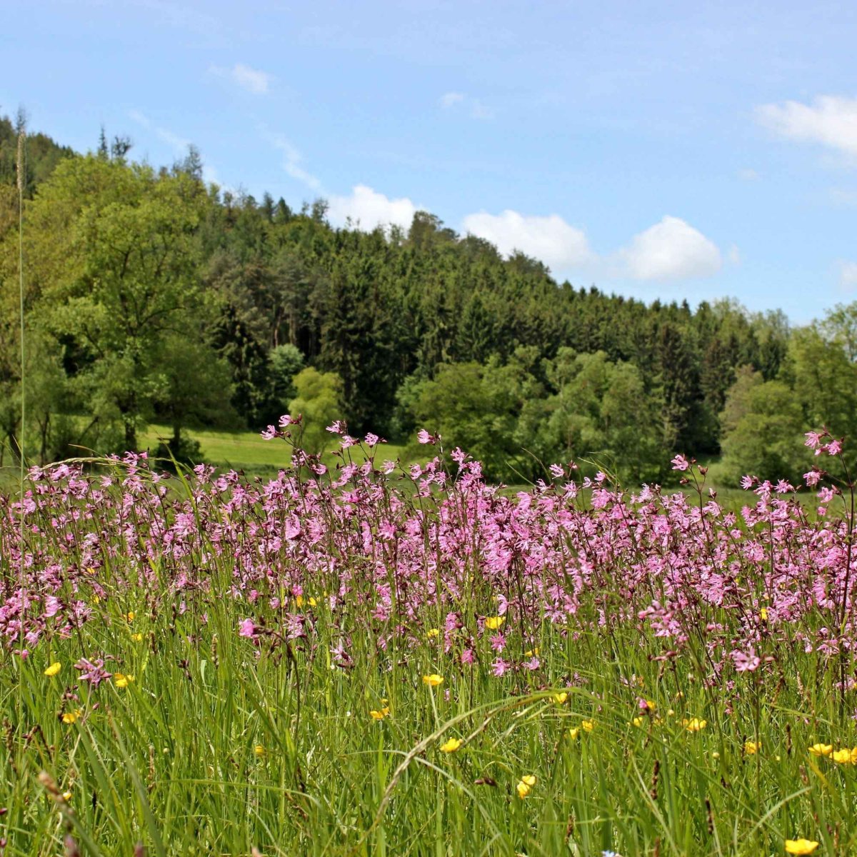 3 Lychnis flos-cuculi - Œillets des près – Image 4