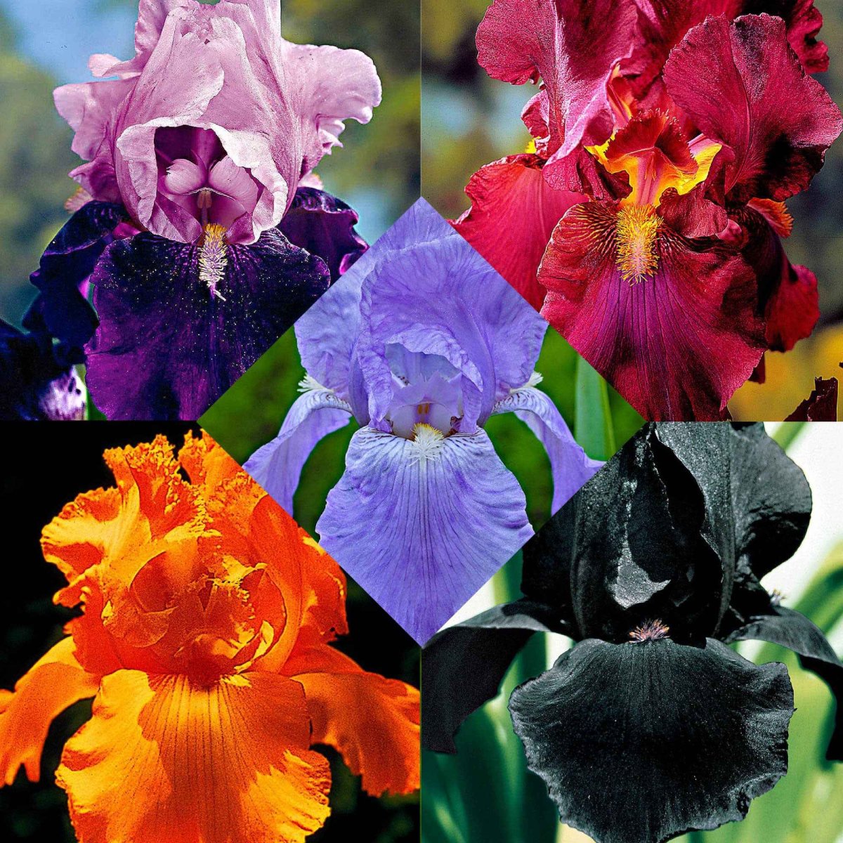 5 Iris des jardins Magic Melange en mélange