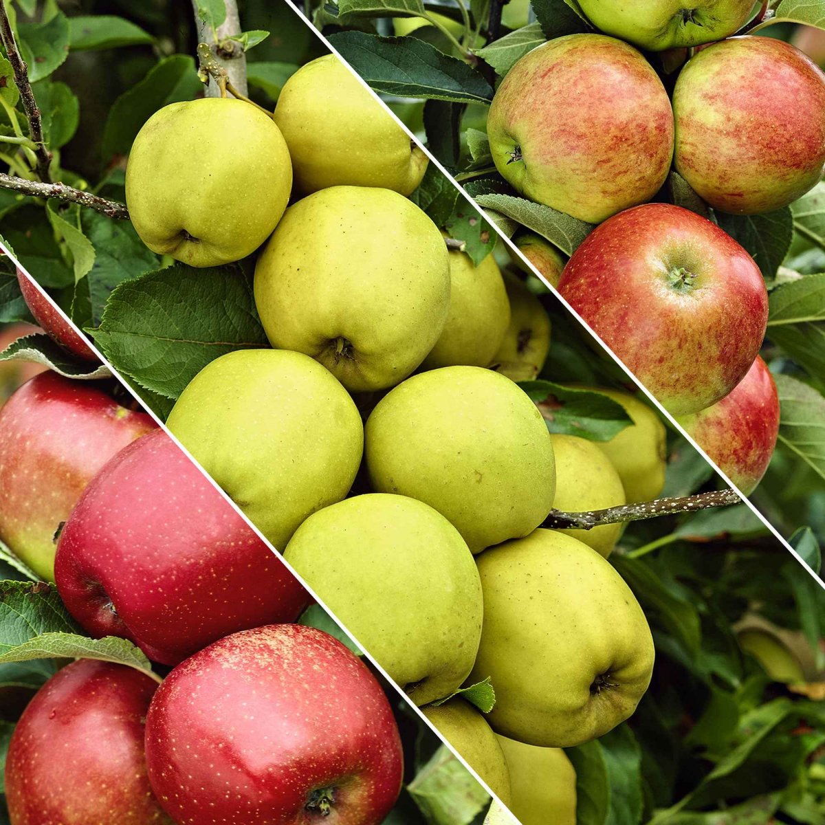 Pommier sur tige 3 variétés en 1 – Image 4