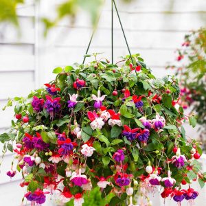 Mélange de 3 plantes : Fuchsias Blue Angel, Dark Eyes, Swingtime