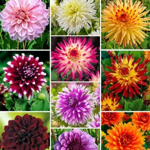 10 Dahlias The Ten en mélange