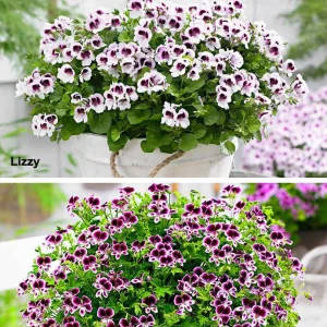 Mélange de 6 plantes : Pelargonium odorant Mosquitaway Lizzy et Eva