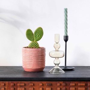 Cactus Opuntia Microdasys