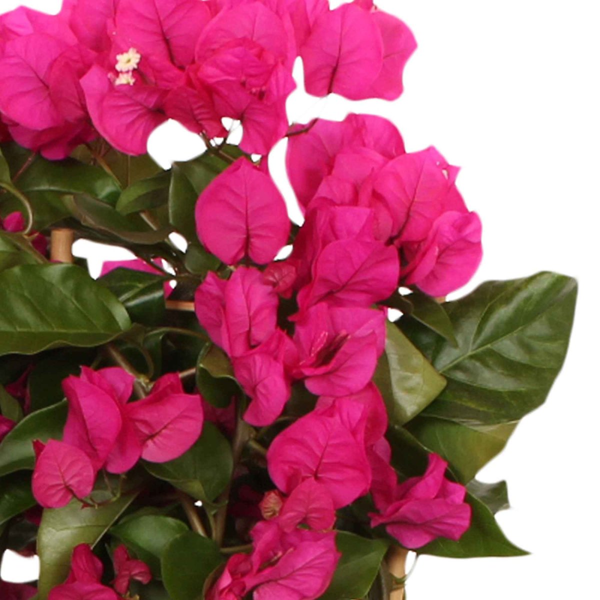 Bougainvillier 'Vera Deep Purple' – Image 4