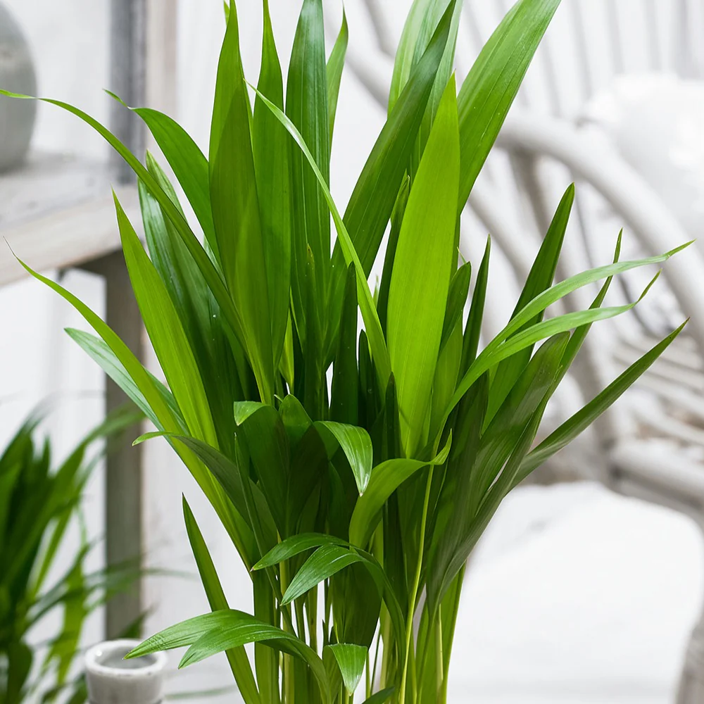 Areca - Palmier d'intérieur – Image 7