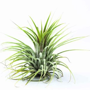 Bromélia Tillandsia 'Druid'