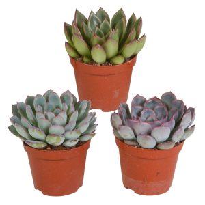 Mélange de 3 écheverias