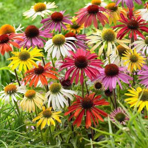 10 Rudbeckias en mélange