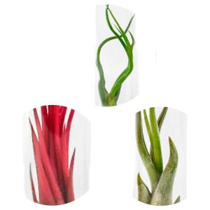 Tillandsias en mélange et tubes de verre