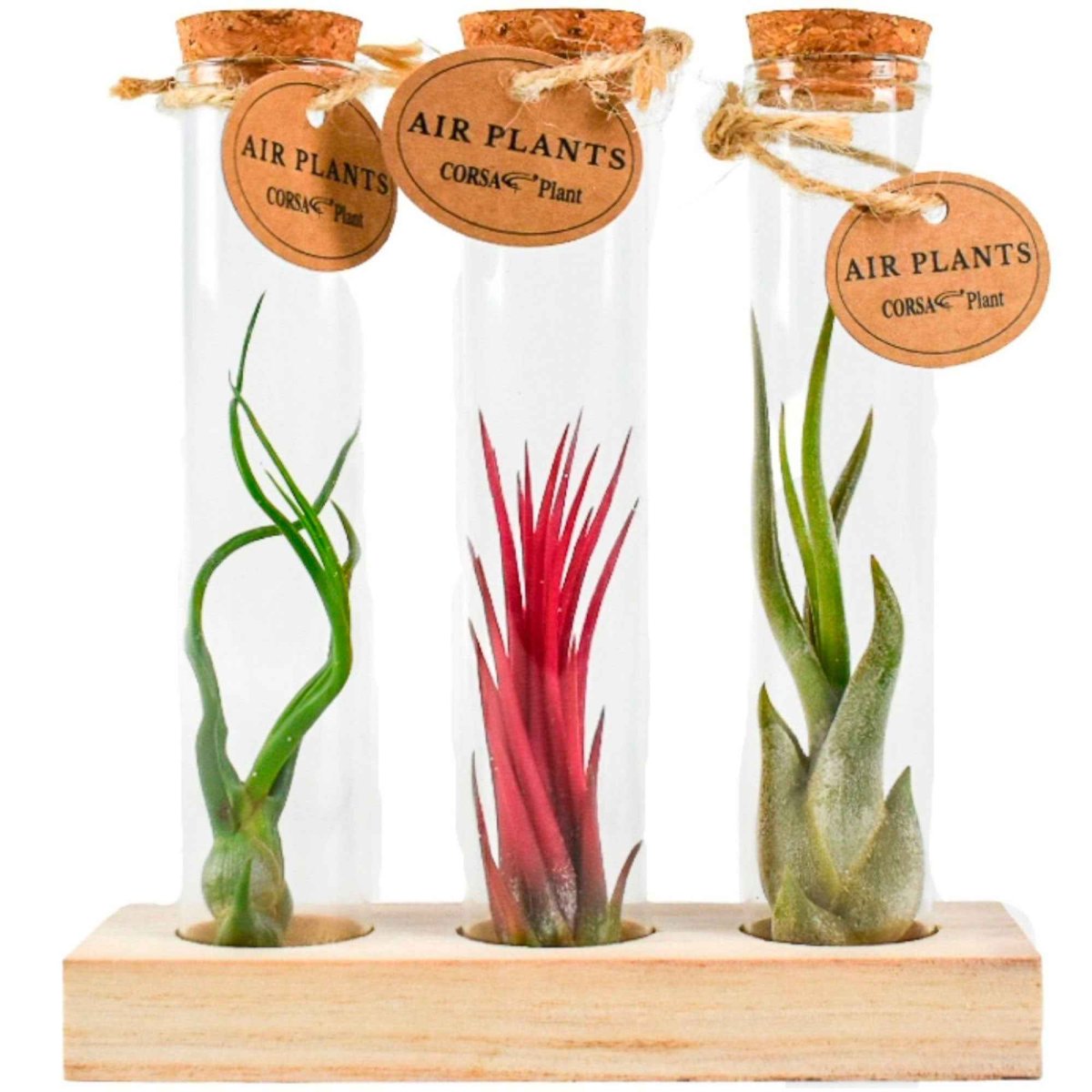 Tillandsias en mélange et tubes de verre – Image 3