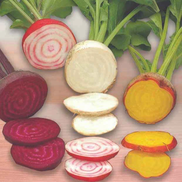 Betterave rouge Hullahup mix – Image 2