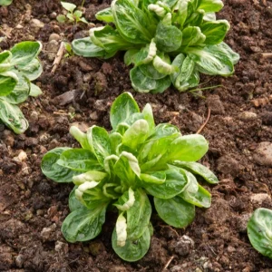 Mâche Coquille de Louviers