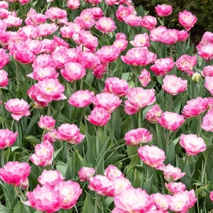 10 Tulipes à fleurs pivoine Pompon rose
