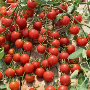 Plant Tomate Cerise Rouge Supersweet 100