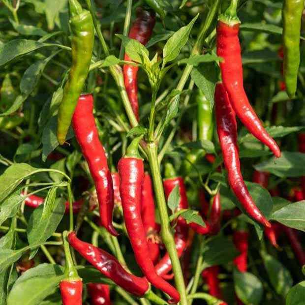 Plant Piment de Cayenne – Image 2