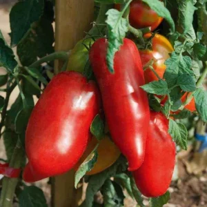 Plant Tomate Andine cornue