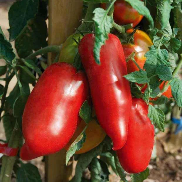 Plant Tomate Andine cornue