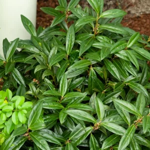 Sarcococca hookeriana humilis