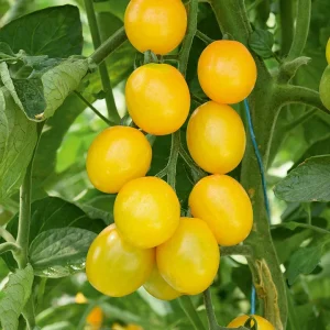 Plant Tomate Cerise Gusta Mini Yellow F1