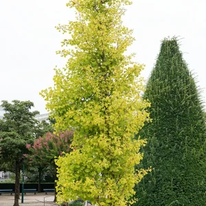 Ginkgo biloba Blagon - Arbre aux 40 écus