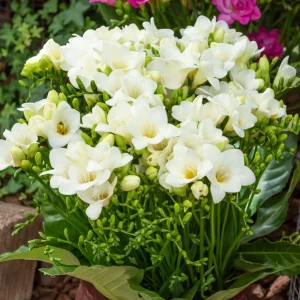 15 Freesia simple blanche