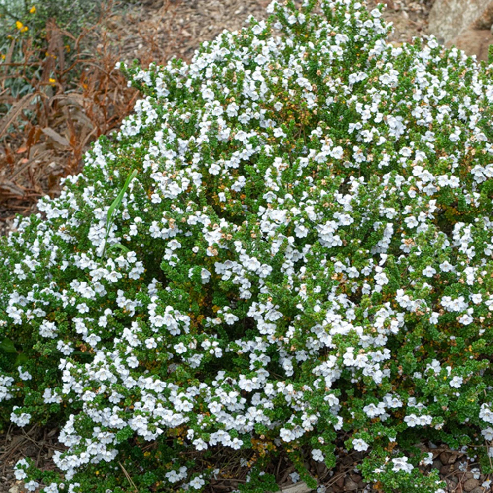 Menthe australienne – Image 2