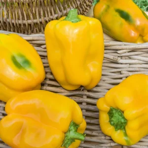 3 Plants de Poivron Jaune Tenor F1