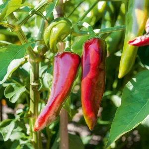 3 Plants de Piment Gorria