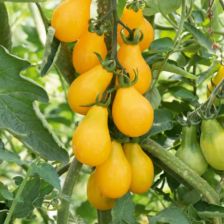 3 Plants de Tomate Cerise Yellow Pearshed – Image 2