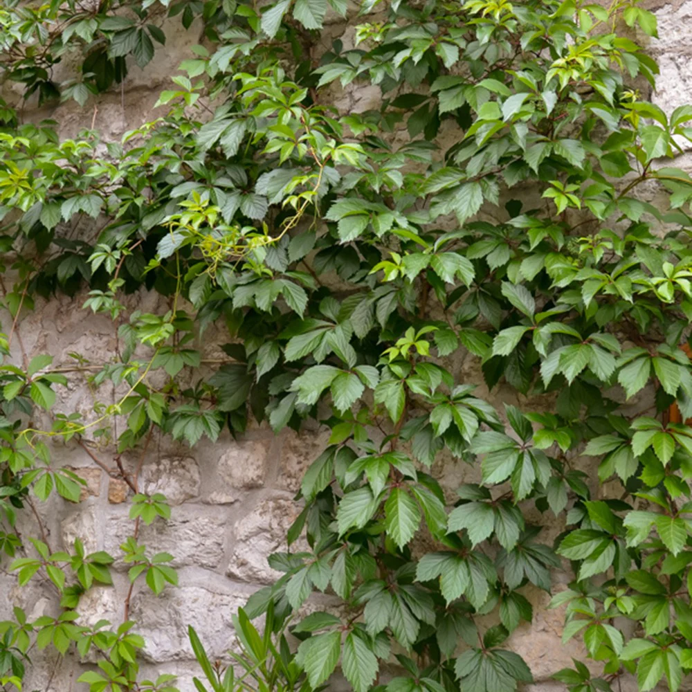 Vigne vierge d'Engelmann – Image 5