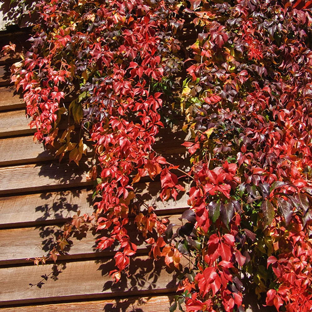 Vigne vierge d'Engelmann – Image 4