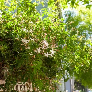 Jasmin blanc d'hiver