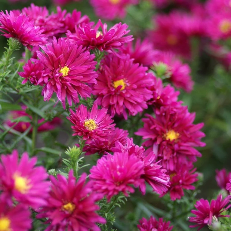 3 Asters grand d'automne Royal Ruby – Image 2