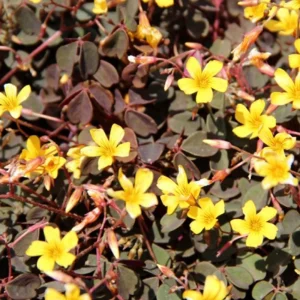 3 Oxalis articulata Burgundy yellow
