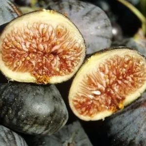 Figuier Violette de Solliès