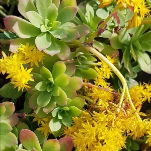 Sedum palmeri