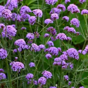 Verveine bonariensis Royal Dreams ®