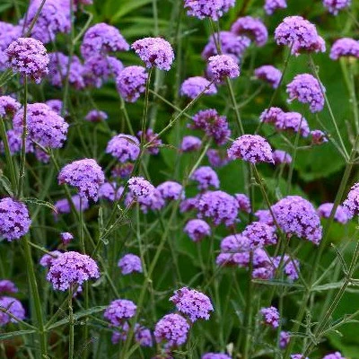 Verveine bonariensis Royal Dreams ® – Image 2