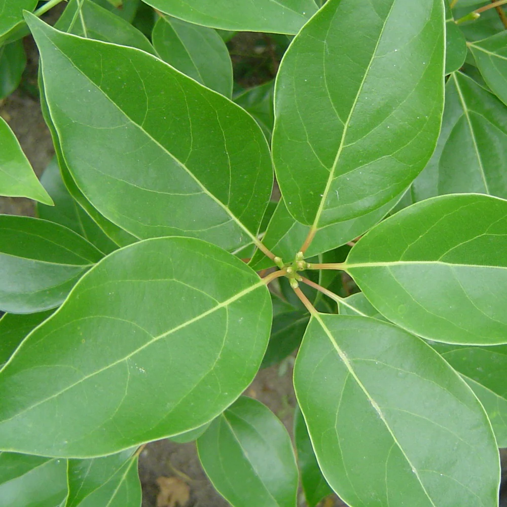 Camphrier – Image 6