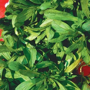 Mâche à grosses graines Bio