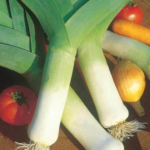 Poireau Monstrueux de Carentan 2 Bio