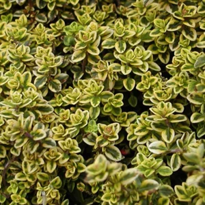Thym citron doré