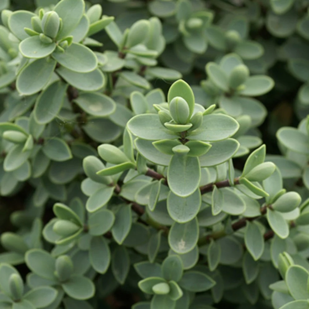 Véronique arbustive – Image 8