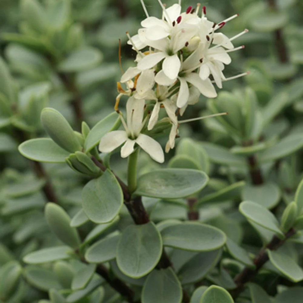 Véronique arbustive – Image 5