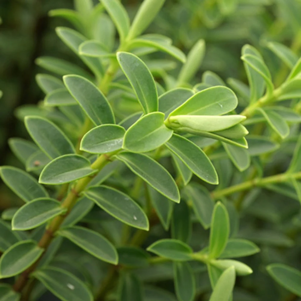 Véronique arbustive – Image 7